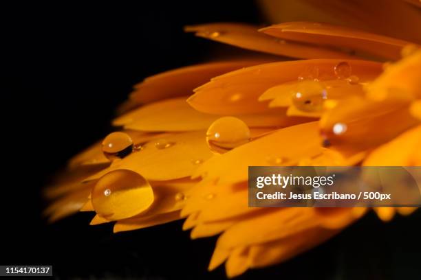 droping - calendula stock-fotos und bilder