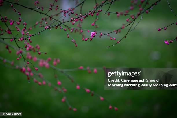 plum blossom2 - cinemagraph stock-fotos und bilder