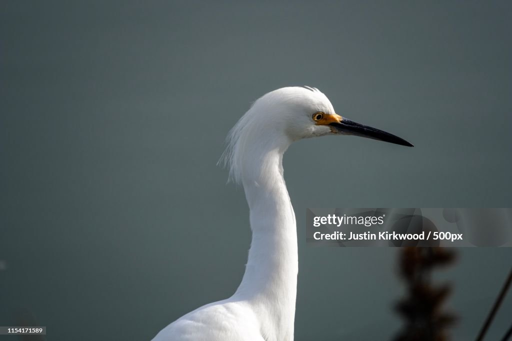 Egret