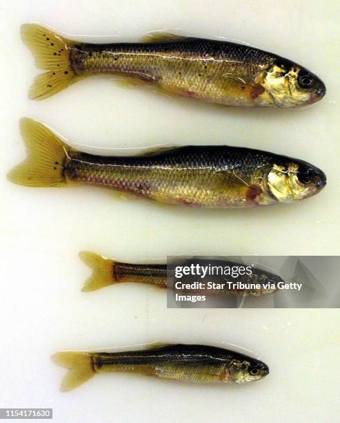 The two most common minnows sold as live bait - the larger fathead