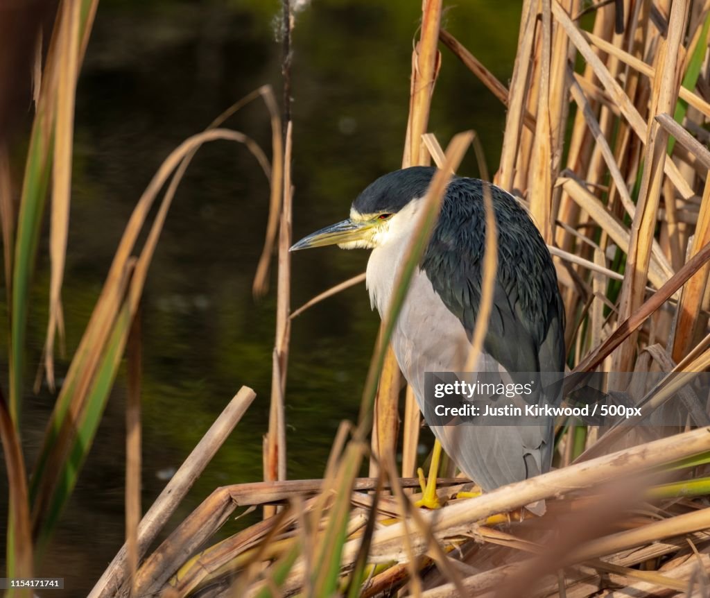 Night Heron