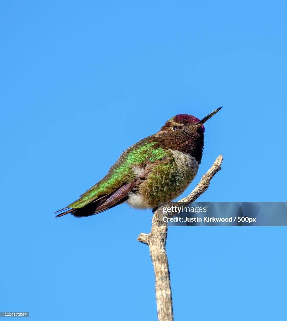 Hummingbird
