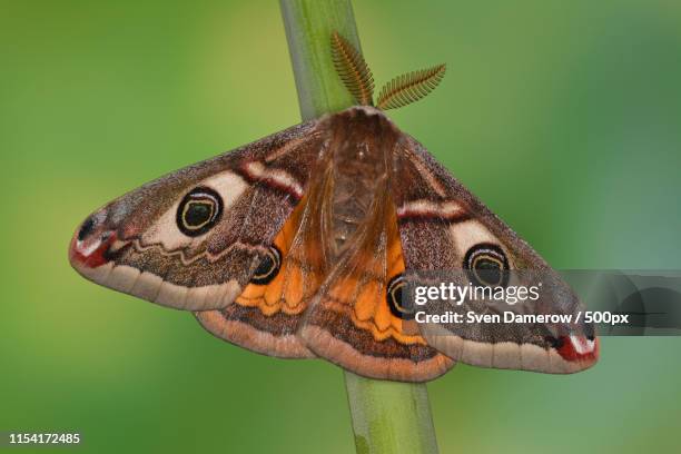 close up of moth - papillon de nuit photos et images de collection