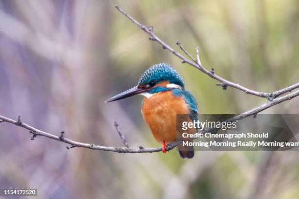 kingfisher - cinemagraph stock-fotos und bilder