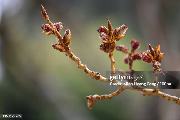 poplar in bloom - poplar tree stock pictures, royalty-free photos & images