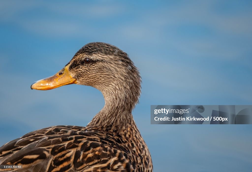 Mallard