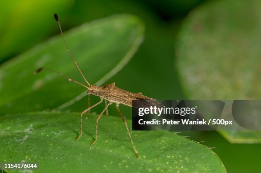 Tiny Bug Tiny Bug