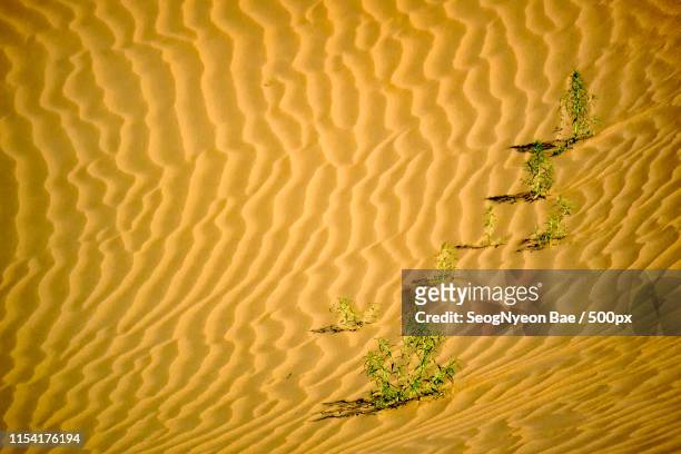 desert-grown nameless weed - baotou stock-fotos und bilder