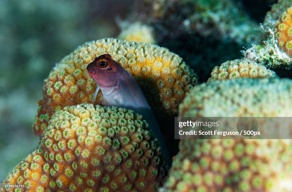 Redlip Blenny
