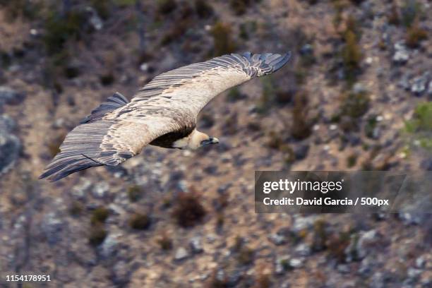 griffon vulture - provincia de guadalajara fotografías e imágenes de stock