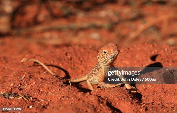 central netted dragon - uluru - fotografias e filmes do acervo