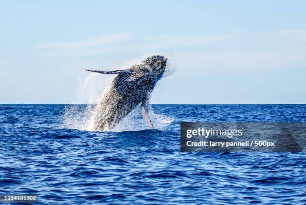 baja breech - california grey whale - breaching stock-fotos und bilder