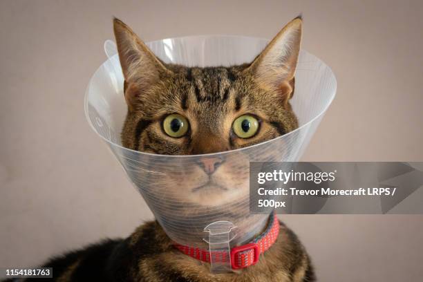 cat with protective collar around neck - hondenkraag stockfoto's en -beelden