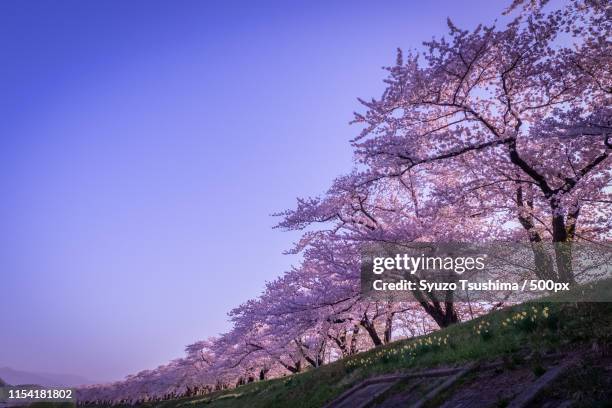 cherry trees - 秋田県 ストックフォトと画像