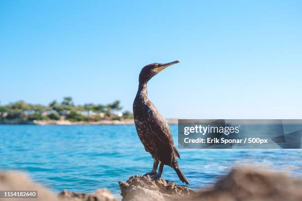 croatia beach - istria foto e immagini stock