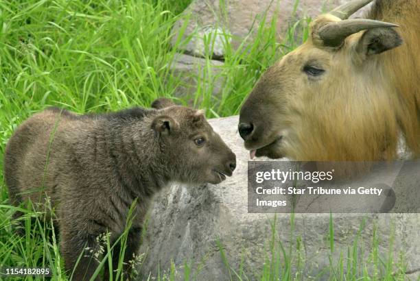 Takin Rearing Takin Photos and Premium High Res Pictures - Getty Images