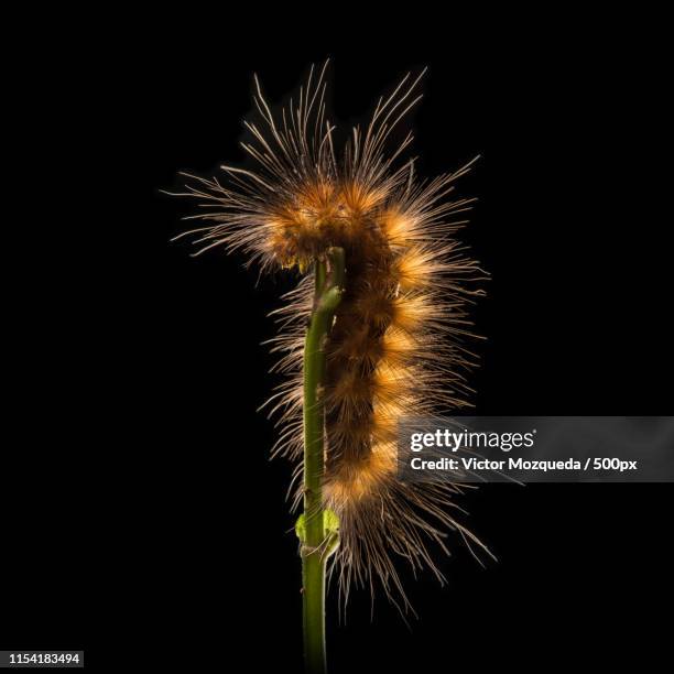 moth caterpillar - gusano bildbanksfoton och bilder