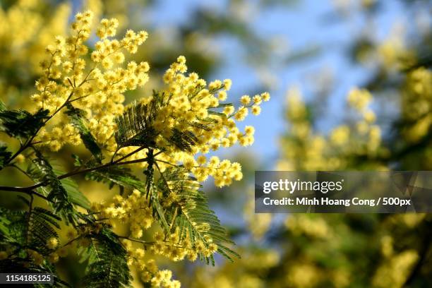 mimosa - mimosa stockfoto's en -beelden