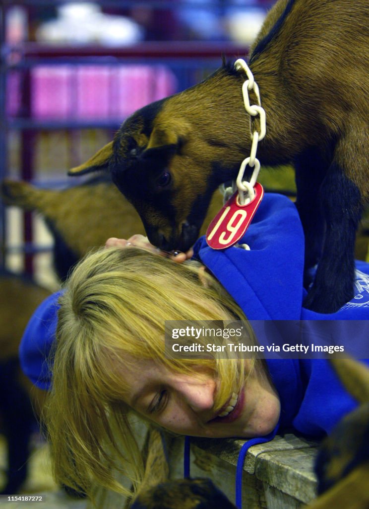 GENERAL INFORMATION: St. Paul, Mn., Sun., Mar. 7, 2002--U College of Veterinary Medicine open house.
IN THIS PHOTO: Annie Peterson, Cotton, Mn., lays down on a table at the Animal Exhibit and lets young (about 2weeks old) Oberhasli dairy goats climb aro
