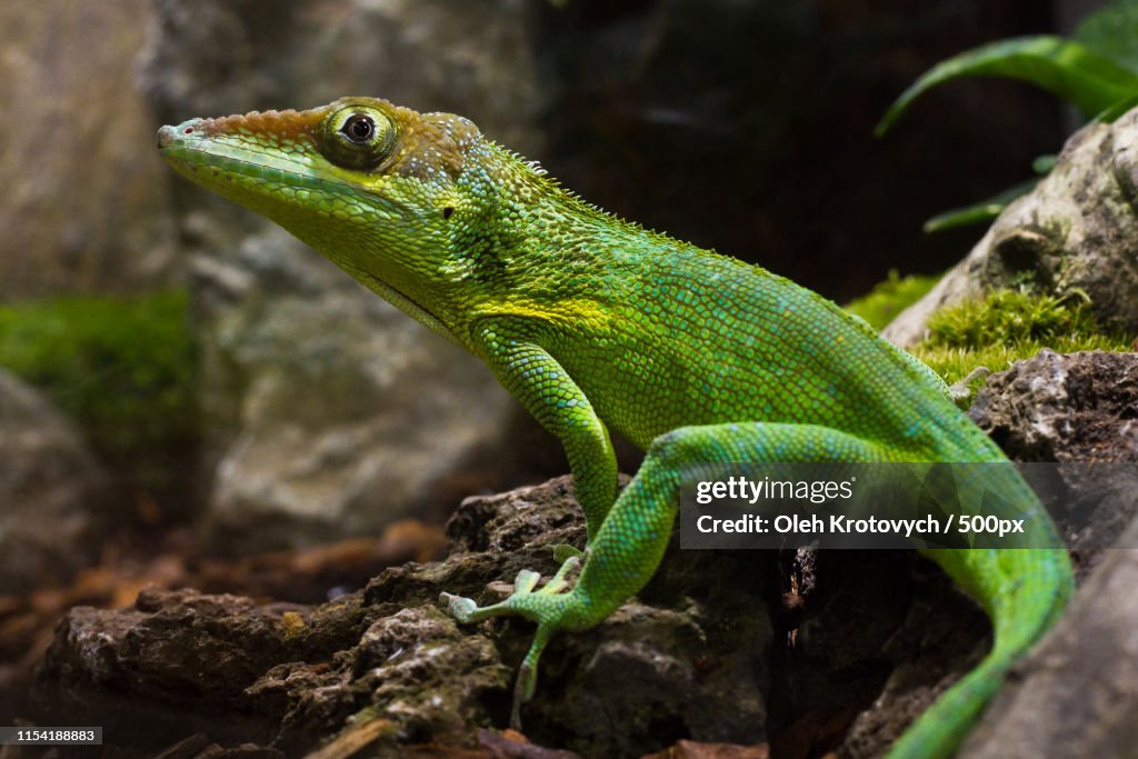 Green anole (anolis carolinensis) Portrait
