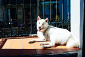 white japanese beautyful dog dog kishu is lying on the balcony on a sunny day