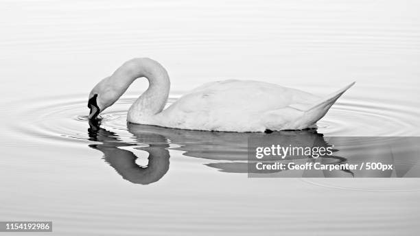 swan reflection - geoff carpenter stock pictures, royalty-free photos & images