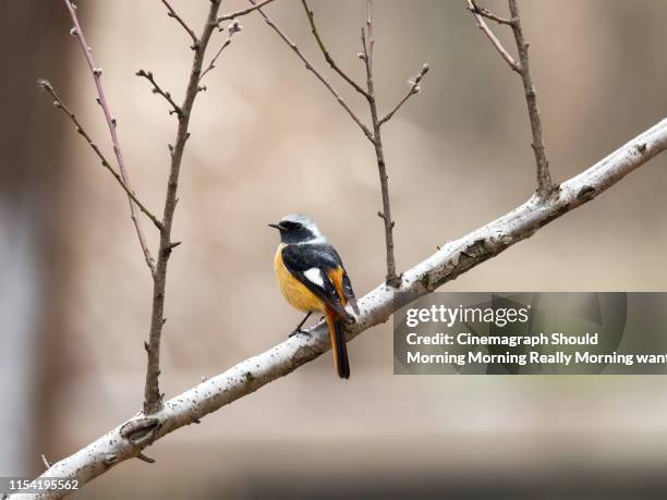 bird photo - cinemagraph stock-fotos und bilder