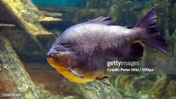 pacu fish close up - pacu fish stock pictures, royalty-free photos & images