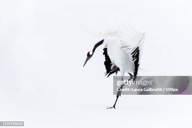 red crowned crane landing - grulla coronada fotografías e imágenes de stock