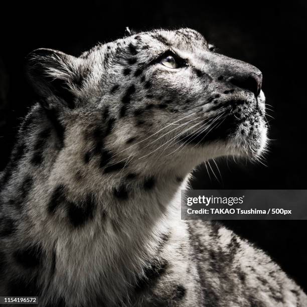 snow leopard - snow leopard 個照片及圖片檔