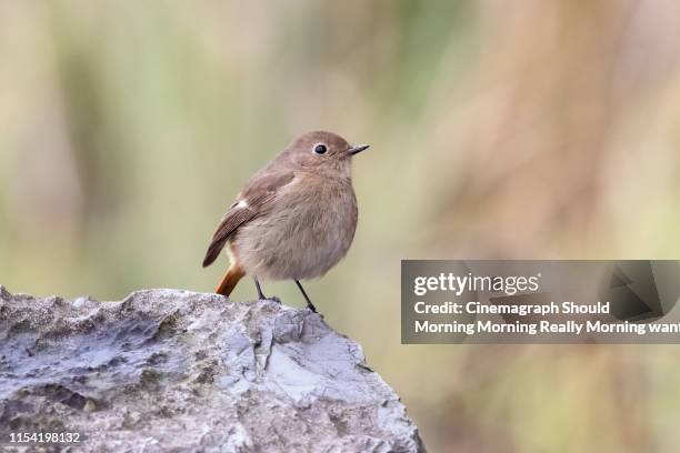 portrait of small brown bird standing on top of rock - cinemagraph stock pictures, royalty-free photos & images