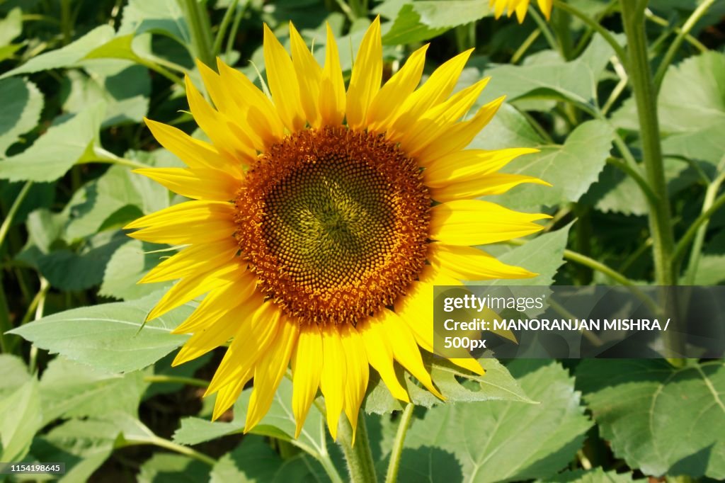Close Up Or Macro Image Of Blooming Sunflower In Field In A Bright Sunny Day