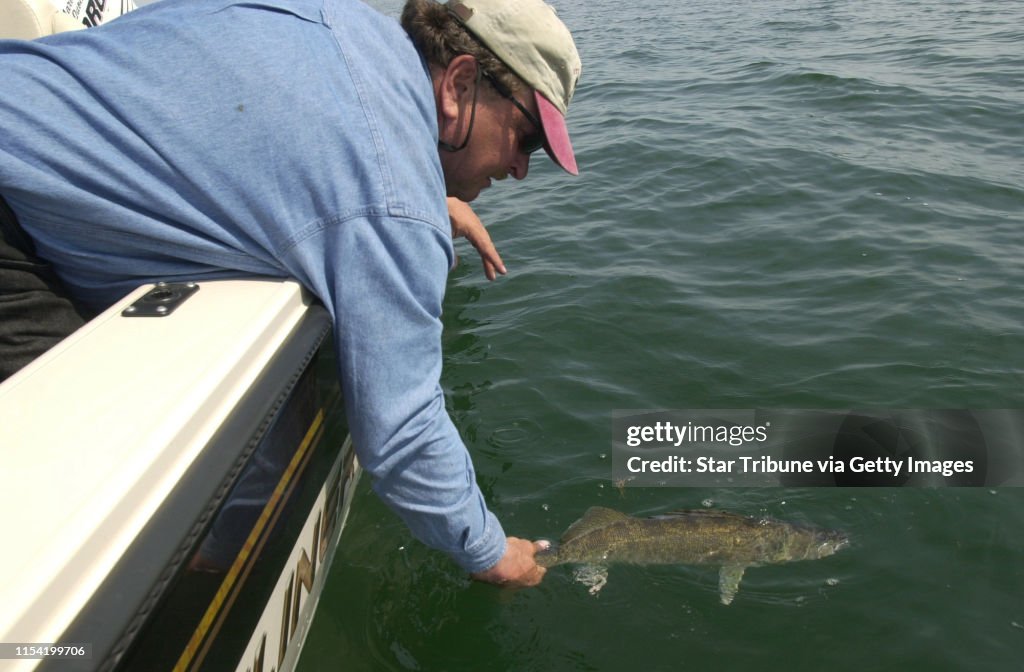 Terry McQuoid, owner of McQuoid's Resort and Guide Service on Mille Lacs, releases a walleye that doesn't fit in the tight 14-16 inch harvest slot.