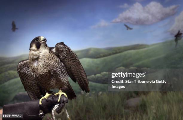 Akaska Raptor Alaska Raptor Center Photos and Premium High Res Pictures - Getty Images