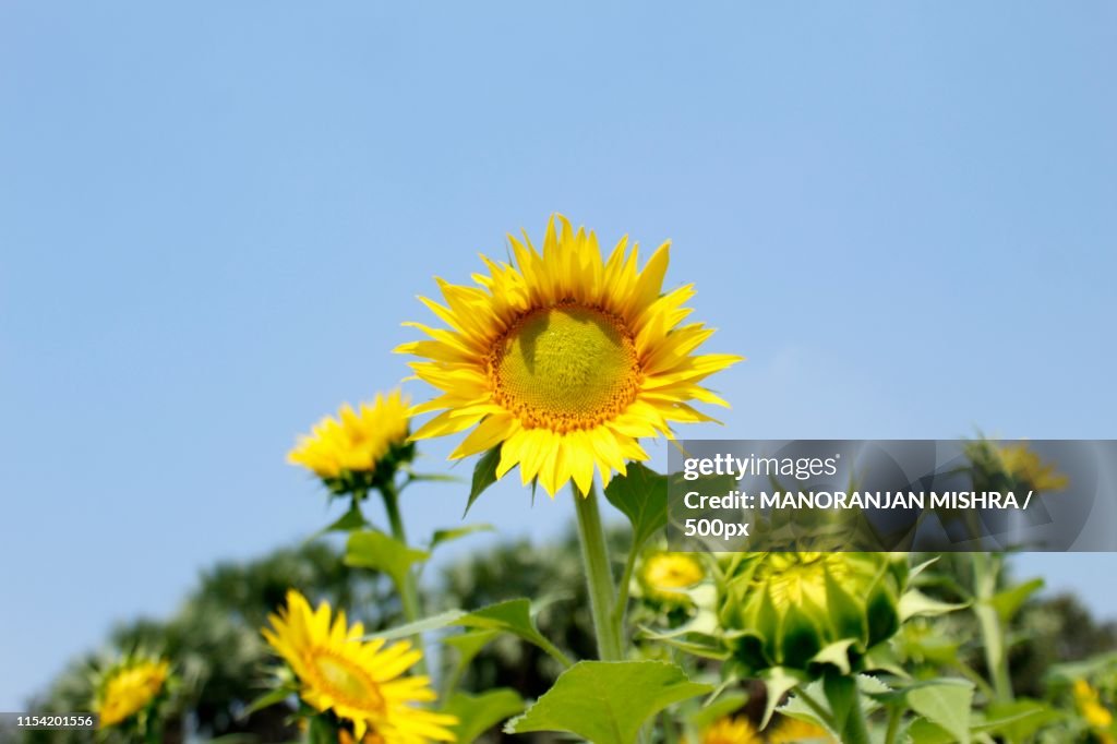Blooming Beautiful Yellow Sunflower Against Sky