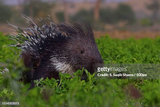 portrait of porcupine - puercoespín fotografías e imágenes de stock