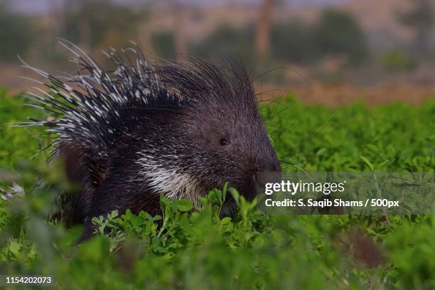 portrait of porcupine - porcupine stockfoto's en -beelden