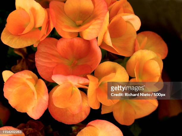 orange begonias - begonia stock pictures, royalty-free photos & images