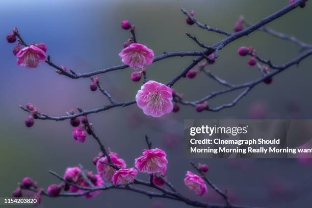 plum blossom - cinemagraph stock-fotos und bilder