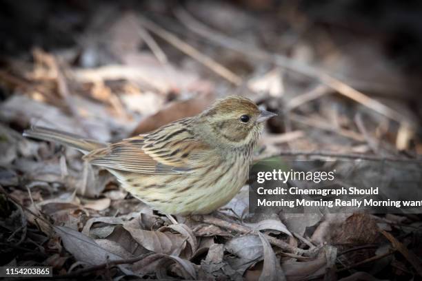 portrait of yellow bird standing outdoors - cinemagraph stock-fotos und bilder