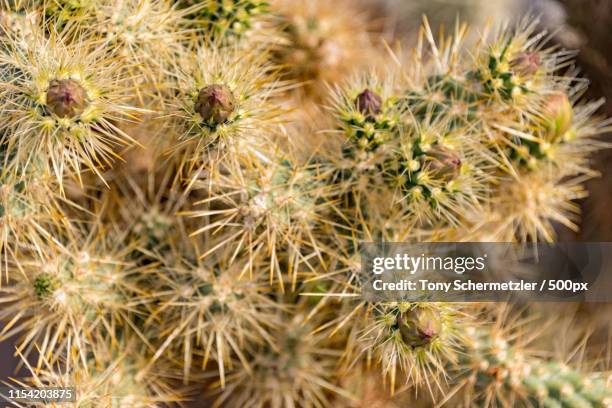 cholla cactus - cactus cholla fotografías e imágenes de stock