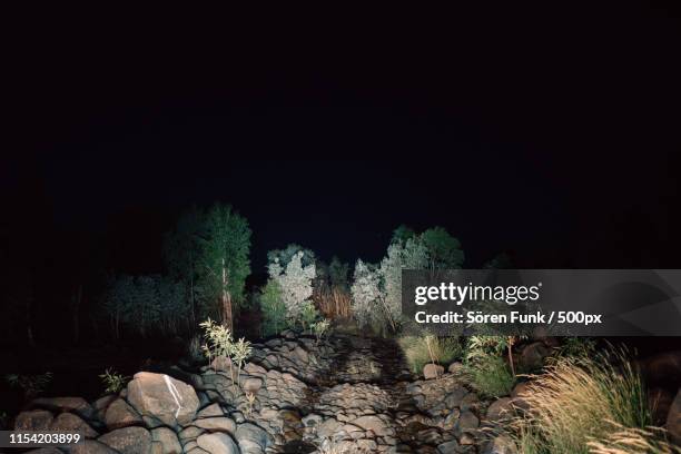Bush Image Night Bushes At Night Photos and Premium High Res Pictures - Getty Images
