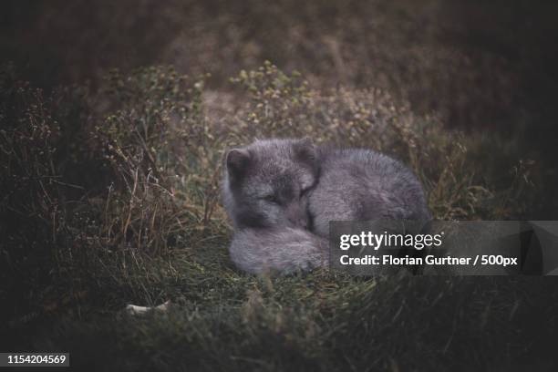 Arctic Fox Raspberry 33 The Arctic Fox Center Stock Photos, High-Res Pictures, and Images ...