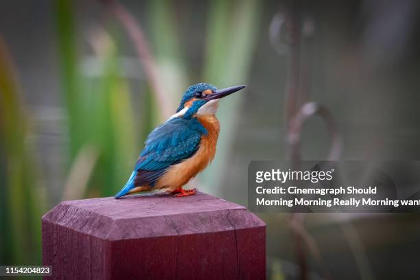 portrait of common kingfisher standing on wood - cinemagraph stock pictures, royalty-free photos & images