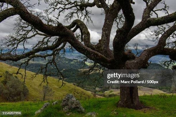 rainy day oak tree - diablo dam stock pictures, royalty-free photos & images