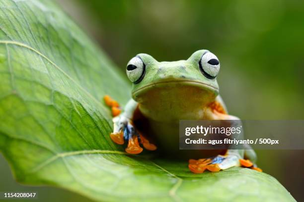 green tree frog, flying frog sitting on leaves - wallace stock pictures, royalty-free photos & images