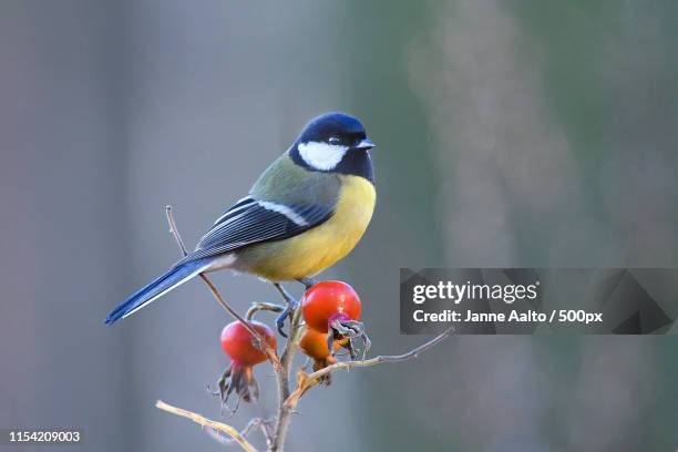 great tit - tits stock pictures, royalty-free photos & images