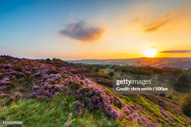 heather at sunset - evergreen plant stock pictures, royalty-free photos & images