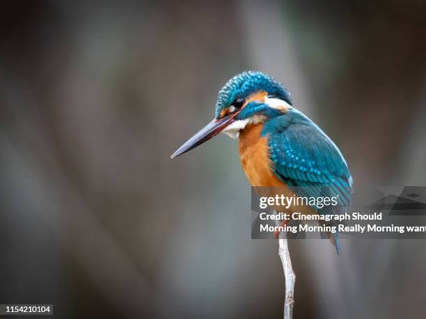 kingfisher4 - cinemagraph stock pictures, royalty-free photos & images