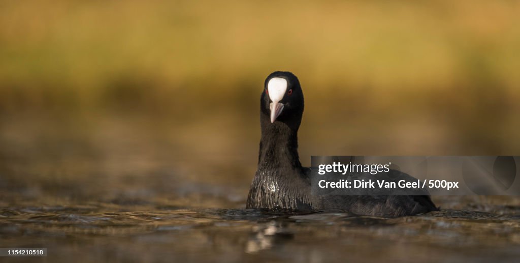 Portrait of Eurasian coot (Fulica atra)